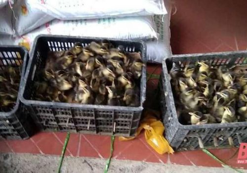 Trao vịt giống và thức ăn cho tổ hợp tác chăn nuôi vịt xã Tam Lư