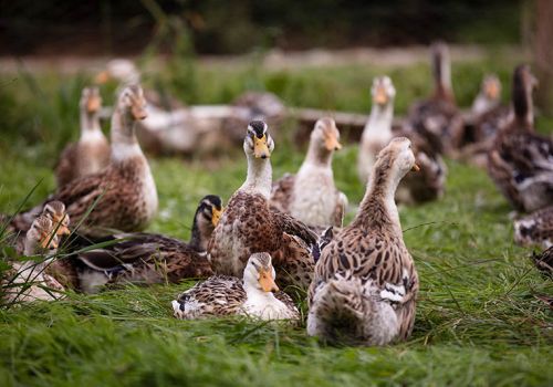 Phòng trị bệnh Reovirus trên vịt