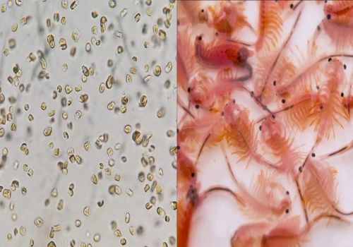 Hệ vi sinh vật trong giai đoạn đầu phát triển của tôm sú