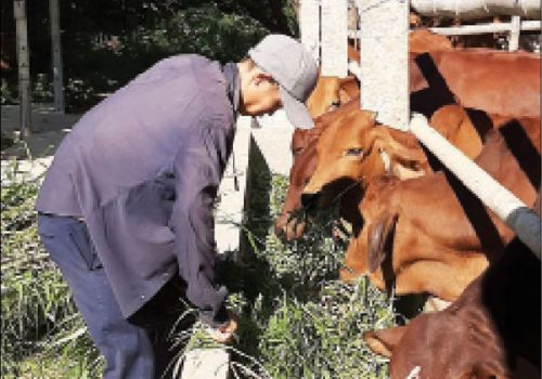 Hiệu quả vỗ béo bò bằng thức ăn ủ chua