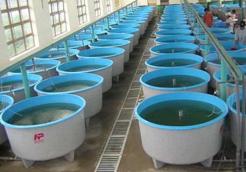 Không duy trì điều kiện sản xuất, ương dưỡng giống thủy sản sẽ bị xử phát lên đến 30 triệu đồng