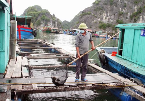 Hơn 6.000 tấn hải sản nuôi ở Cát Bà chờ được 'giải thoát'