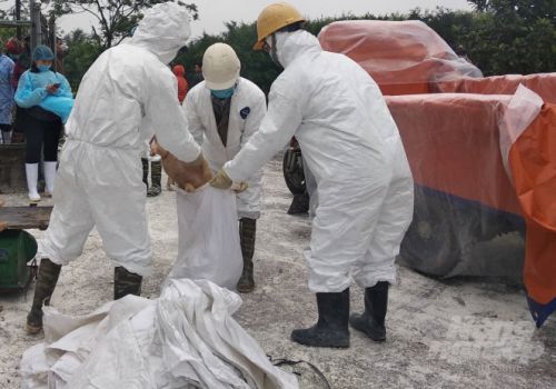 Tiêu hủy gần 10 tấn lợn nhiễm Dịch tả lợn Châu Phi