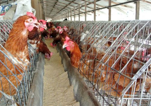 Khánh Hòa: Tổng đàn gia súc, gia cầm đạt gần 47.000 con