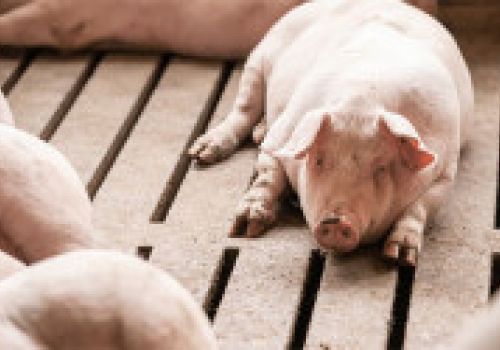 Bình Định: Tuy Phước quy hoạch 3 khu chăn nuôi tập trung