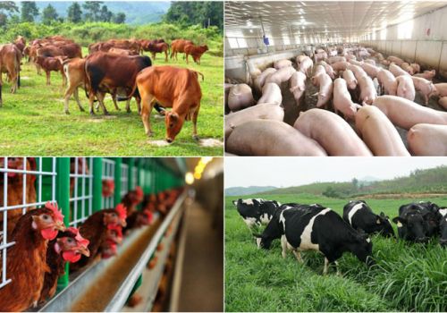 Đẩy mạnh xây dựng vùng chăn nuôi an toàn dịch bệnh