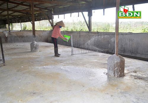 Đắk Nông: UBND tỉnh chỉ đạo tăng cường phòng, chống dịch tả lợn châu Phi