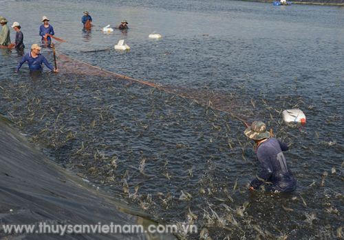 Xử lý các khí độc ao tôm