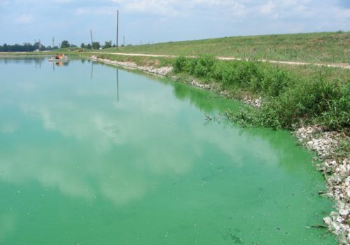 Tảo lam trong nuôi tôm