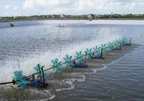 Xuân về và vụ tôm đến sớm