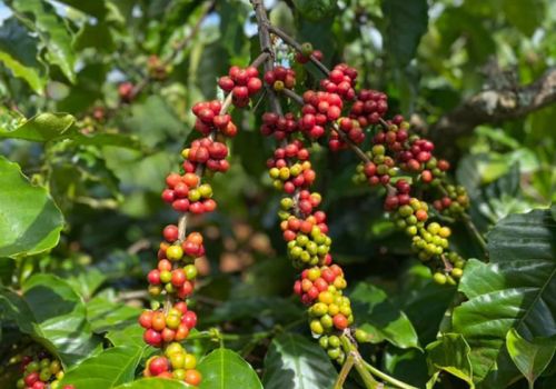 Xuất khẩu nông, lâm, thuỷ sản tháng 2 tăng gần 22%