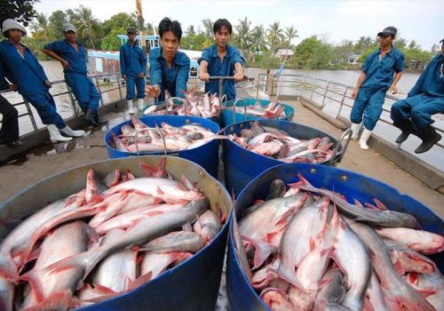 Tôm cá đi Trung Quốc gặp hạn, xuống thấp nhất trong 5 năm