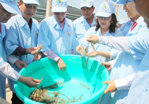 Bạc Liêu và khát vọng trở thành Trung tâm công nghiệp tôm