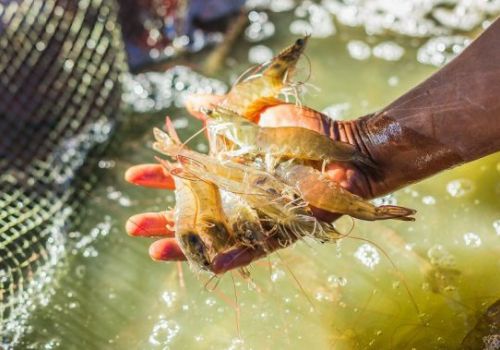 Xuất khẩu ngày 25-27/9: Tôm bị cạnh tranh khốc liệt tại Mỹ