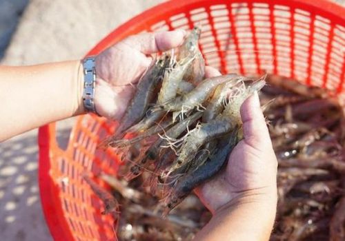 Xuất khẩu tôm sang Mỹ lần đầu vượt mốc 1 tỷ USD