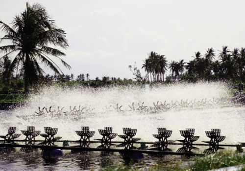 Kiểm soát khí độc ao tôm