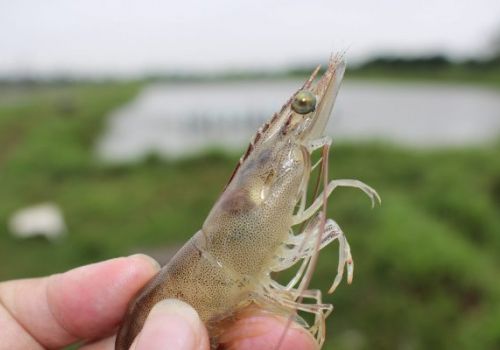 Chuyên gia và người nuôi tôm