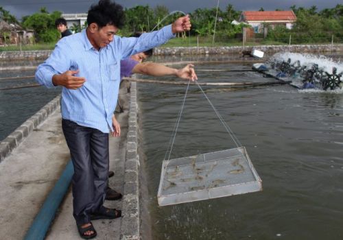 Quản lý rủi ro bên ngoài trang trại nuôi tôm