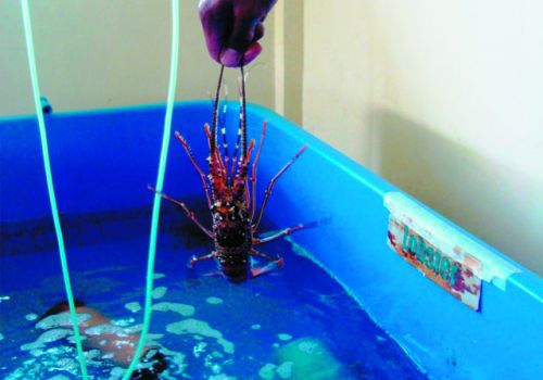 Mô hình và cách nuôi tôm hùm trong bể đang được sử dụng phổ biến