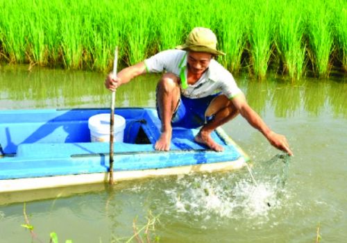 Áp dụng mô hình nuôi tôm sú quảng canh cải tiến cho hiệu quả kinh tế cao