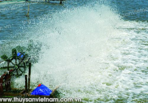 Sử dụng rơm trong nuôi tôm