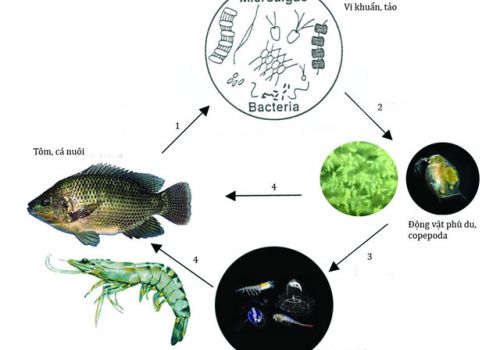 Copefloc – nuôi tôm bằng thức ăn tự nhiên