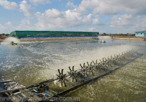 5 cách nuôi tôm tốt nhất tại Thái Lan