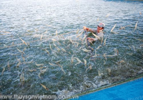 Sử dụng Công nghệ sinh học trong nuôi tôm cho hiệu quả bền vững