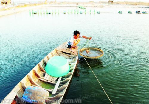 5 chiến lược hạn chế sử dụng kháng sinh nuôi tôm