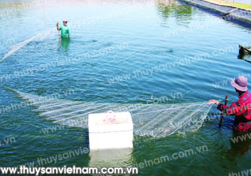 Nuôi tôm lót bạt cho hiệu quả cao