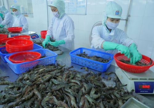 Có 53 lô hàng tôm bị cảnh báo trong 11 tháng đầu năm 2021