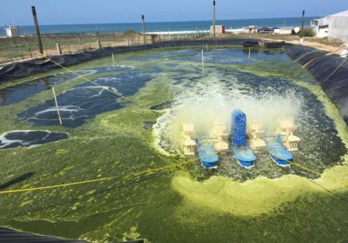 Amoniac trong ao nuôi và cách xử lý