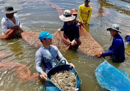 Xuất khẩu thủy sản 2021: Số 1 vẫn là tôm