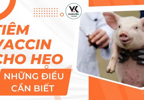 HƯỚNG DẪN LỊCH TIÊM VACXIN CHO LỢN AN TOÀN VÀ HIỆU QUẢ NHẤT