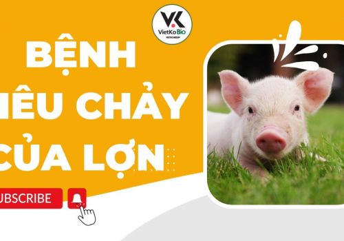 BỆNH TIÊU CHẢY DO VI KHUẨN PED
