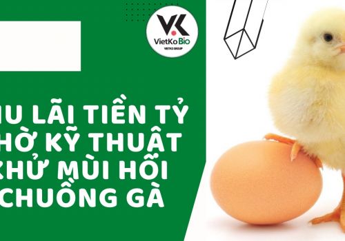 Thu lãi tiền tỷ nhờ kỹ thuật khử mùi hôi chuồng gà