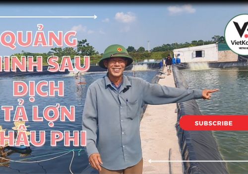 Quảng Ninh sau dịch tả lợn Châu Phi