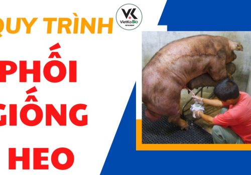 Quy trình thụ tinh nhân tạo cho heo