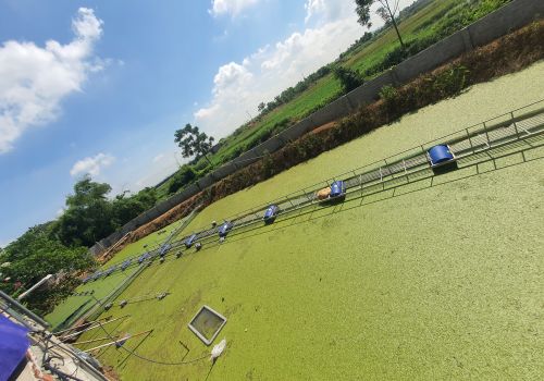 Kỹ thuật nuôi ốc nhồi thương phẩm