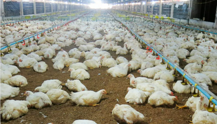 Chăm sóc gia súc, gia cầm thời điểm giao mùa