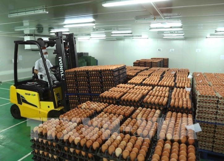 170453-nha-may-san-xuat-trung-ga-cong-nghe-cao-dtk-phu-tho-cung-cap-cho-thi-truong-175-trieu-qua-trung-gia-cam-dam-bao-chat-luong