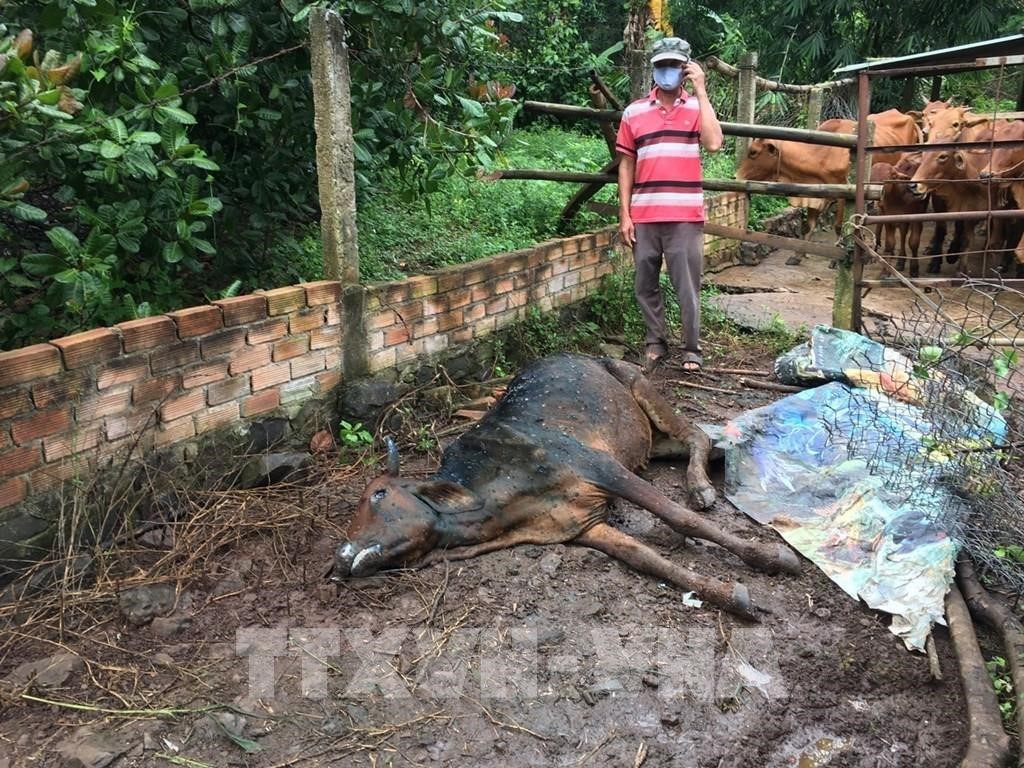 175715-ba-ria-vung-tau-khuyen-cao-nguoi-chan-nuoi-tiem-phong-vaccine-viem-da-noi-cuc-cho-trau-bo