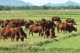 Malaysia tiếp tục nhập khẩu trâu và bò sống từ Thái Lan