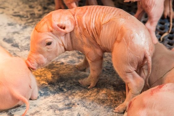 Nhận biết điểm nguy cơ đối với heo con