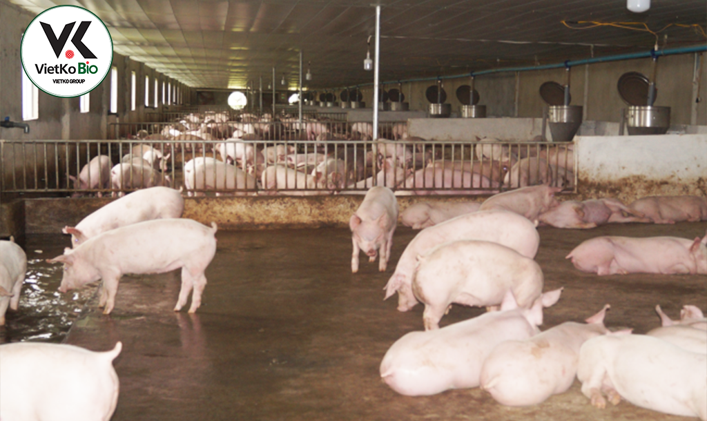 5 mẹo chăm nuôi lợn nái hiệu suất cao