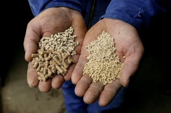 3-cho-ăn-nhiều-dạng (1)