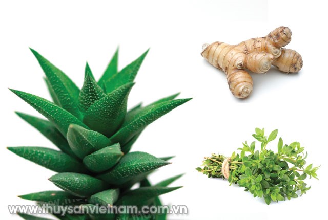 3-thao-ducoc-quy-cho-tom-01