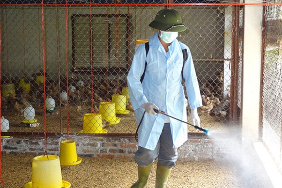 Có nên phun sát trùng khi chuồng trại có vật nuôi