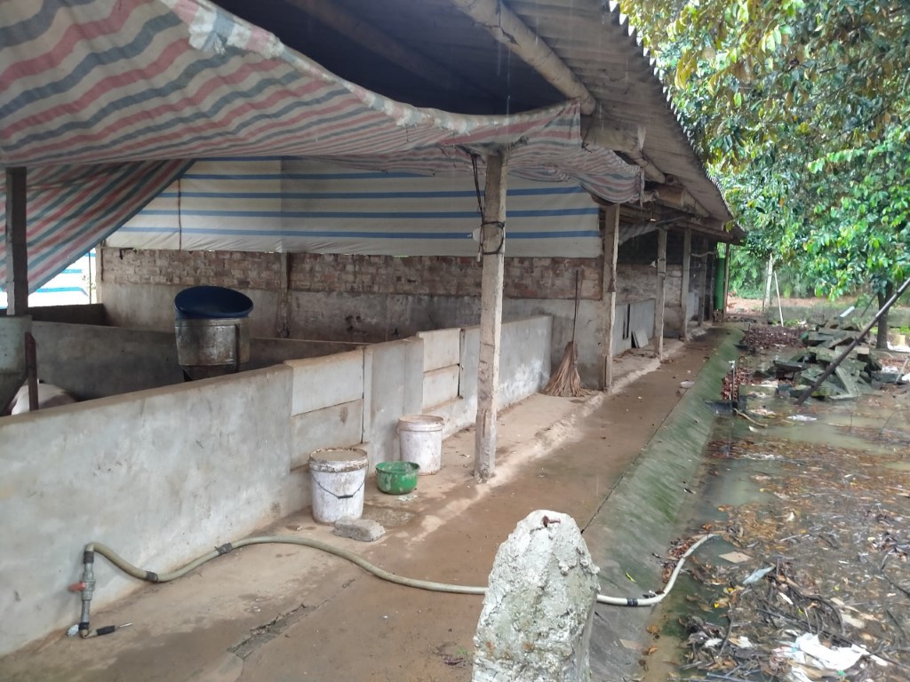 Nông dân treo chuồng vì giá lợn hơi xuống thấp