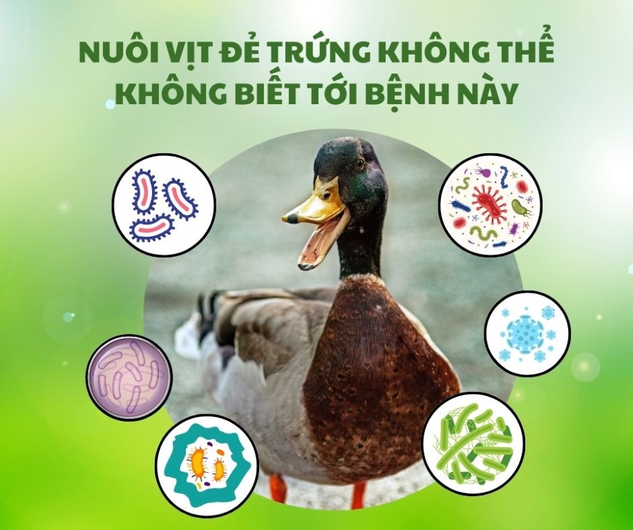 NUÔI VỊT ĐẺ TRỨNG KHÔNG THỂ KHÔNG BIẾT TỚI BỆNH NÀY